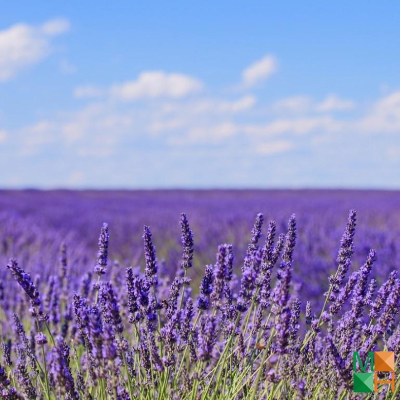 Tranh dán tường Hàn Quốc 3d khổ lớn tại Hà Nội NA - 310